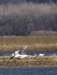 Trumpeter Swans 6822